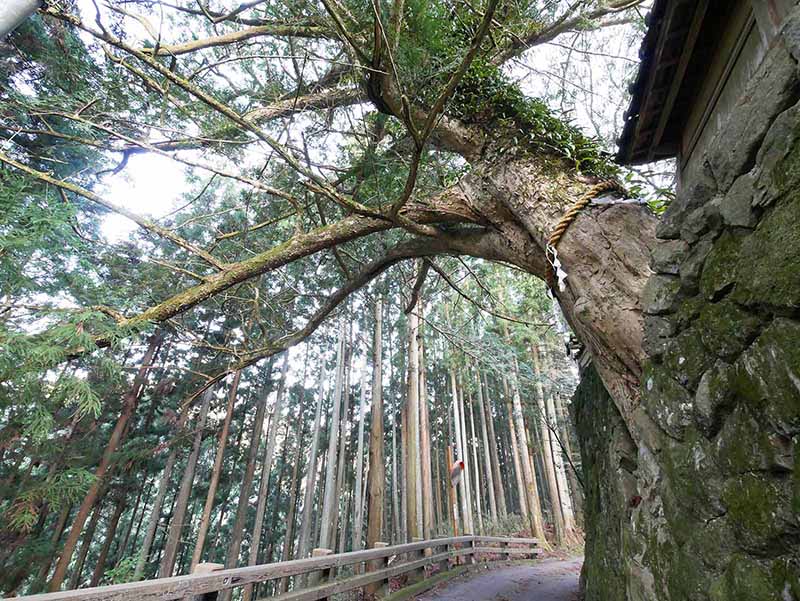 松本家のカヤ