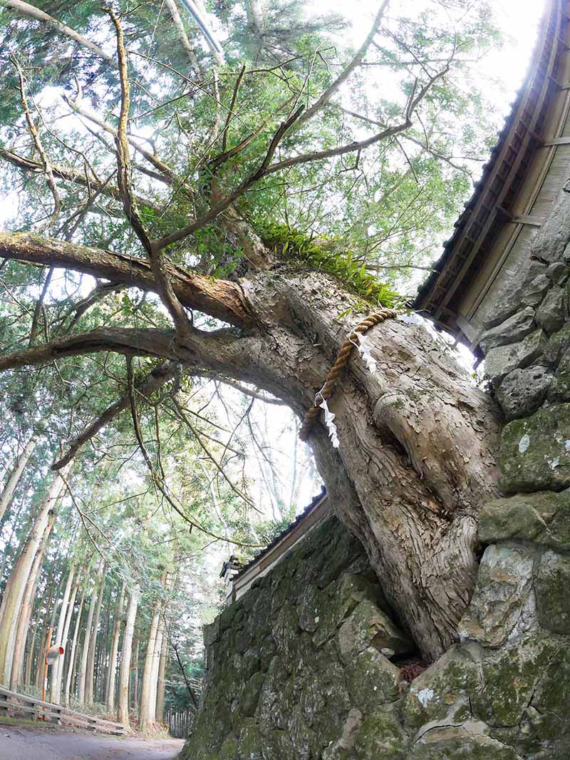 松本家のカヤ