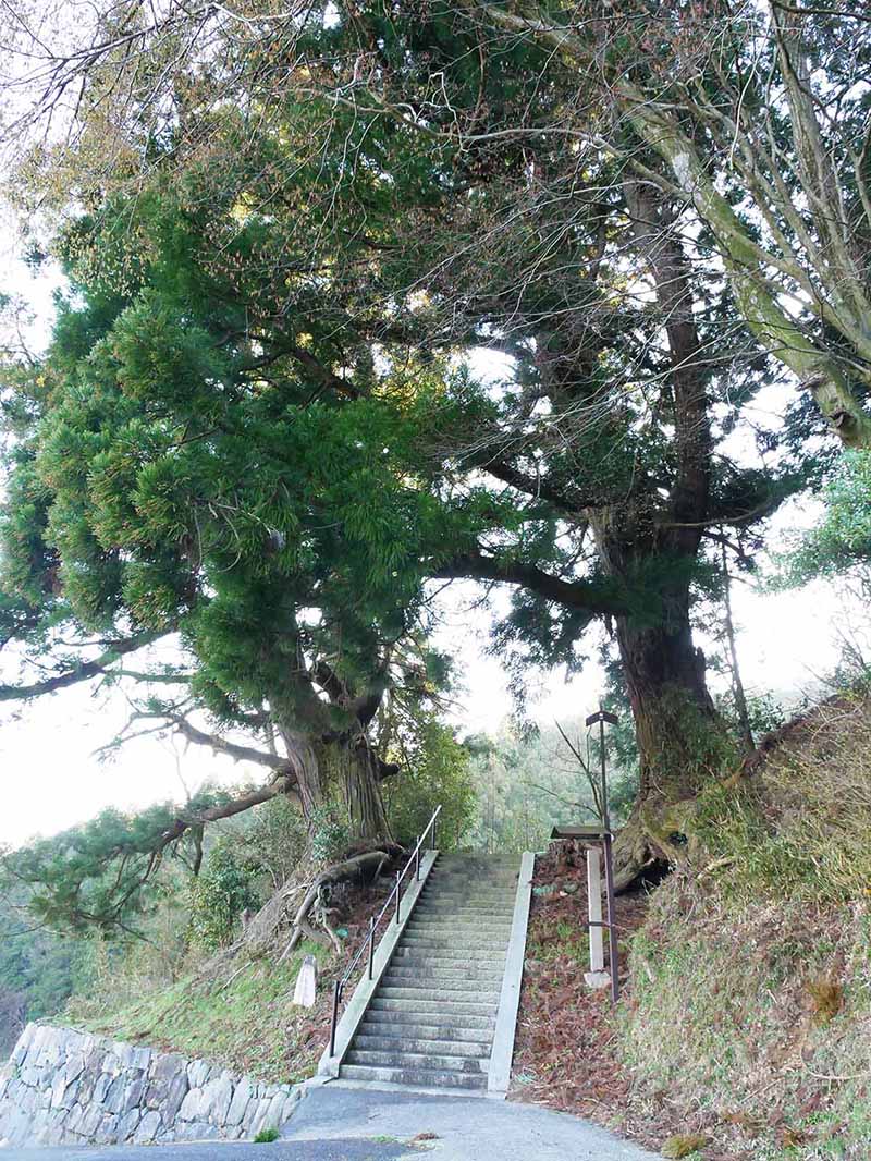 岡田小秦命神社の杉