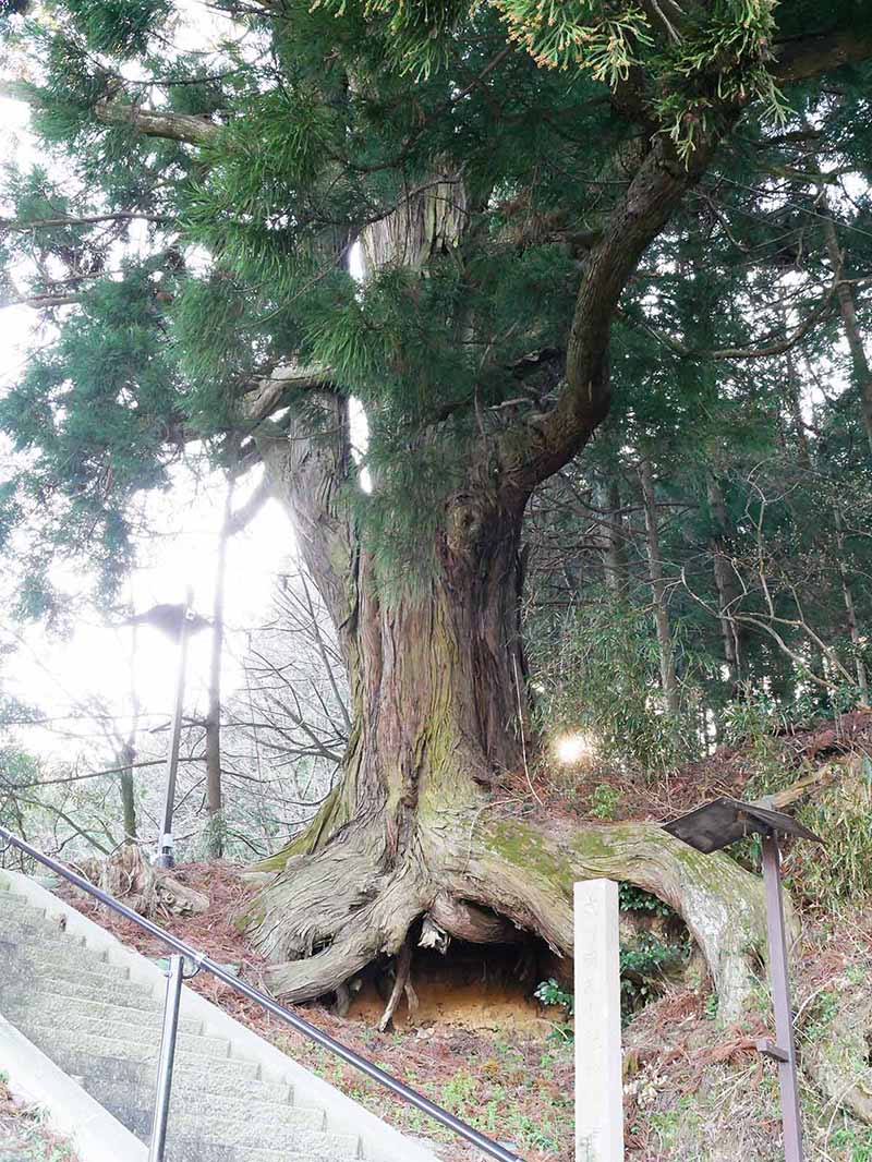 岡田小秦命神社の杉