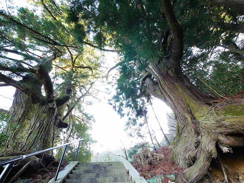 岡田小秦命神社の杉