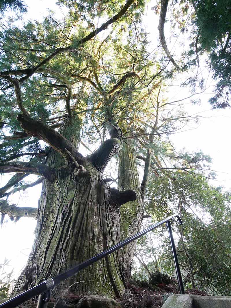 岡田小秦命神社の杉