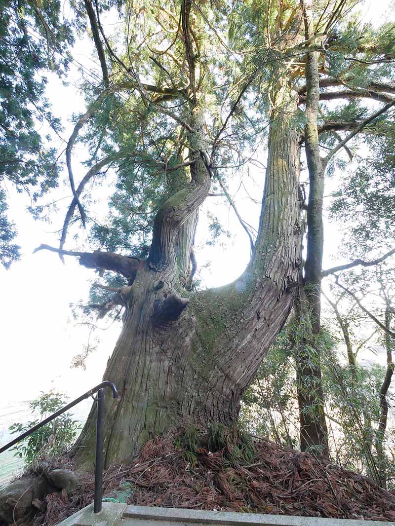 岡田小秦命神社の杉