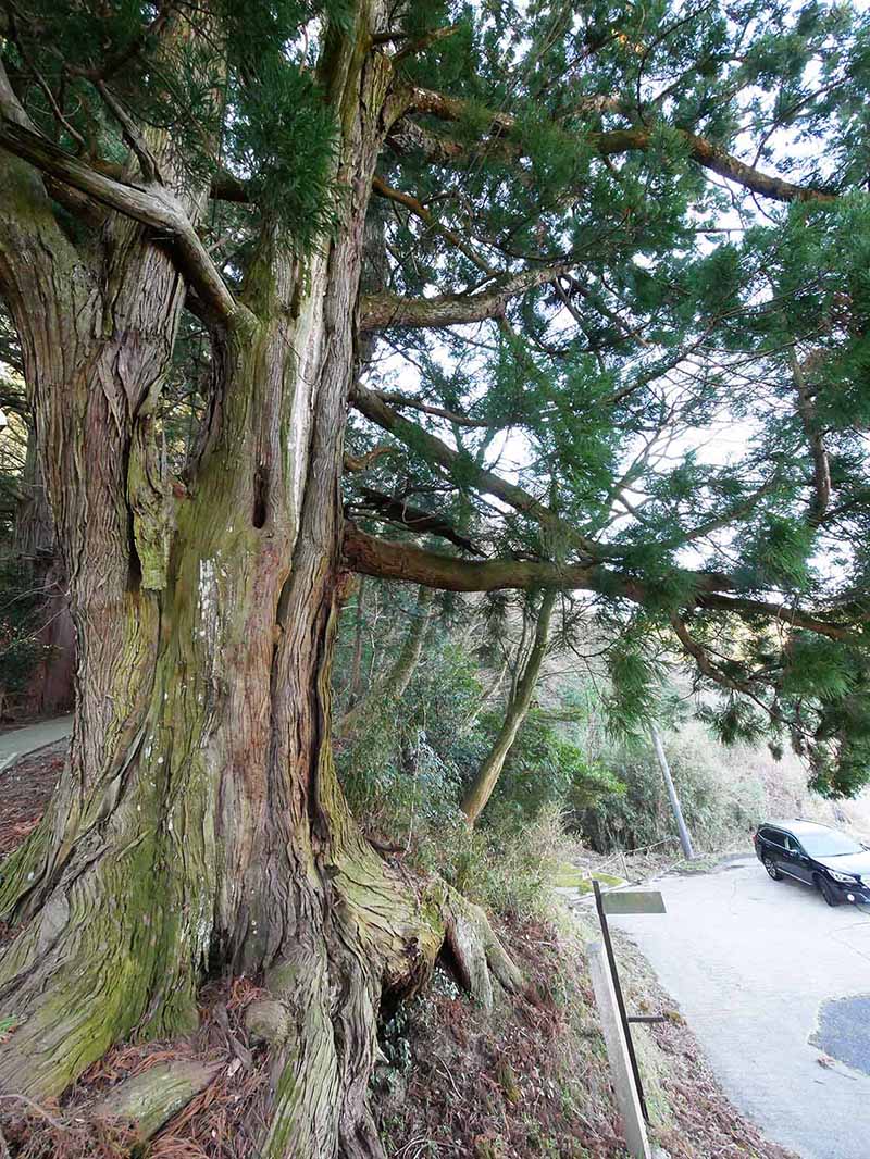 岡田小秦命神社の杉