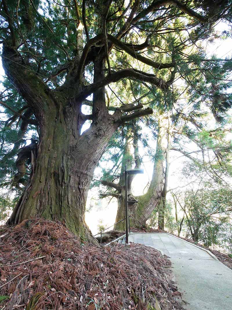 岡田小秦命神社の杉