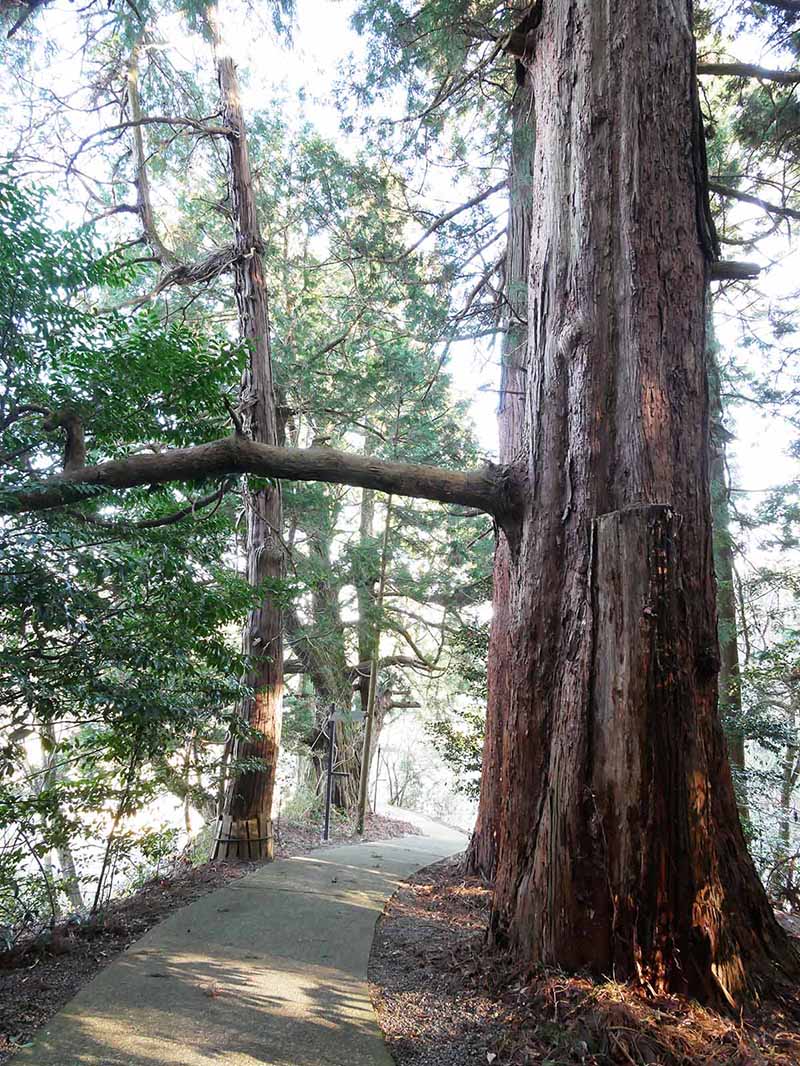 岡田小秦命神社の杉