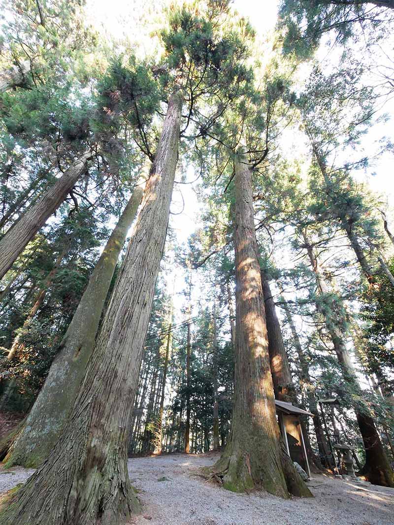 岡田小秦命神社の杉