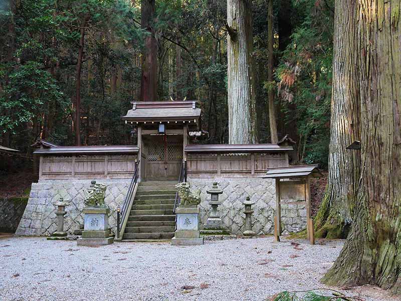 岡田小秦命神社の杉