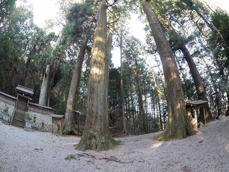 岡田小秦命神社の杉