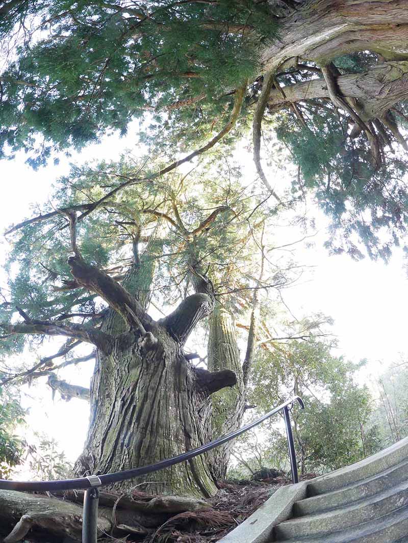 岡田小秦命神社の杉