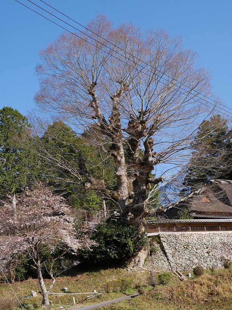 片岡家の大ケヤキ