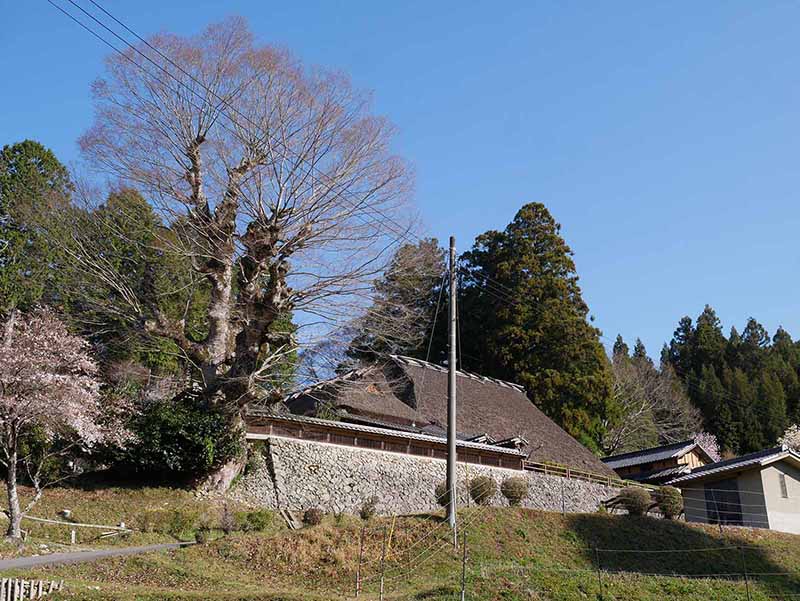 片岡家の大ケヤキ