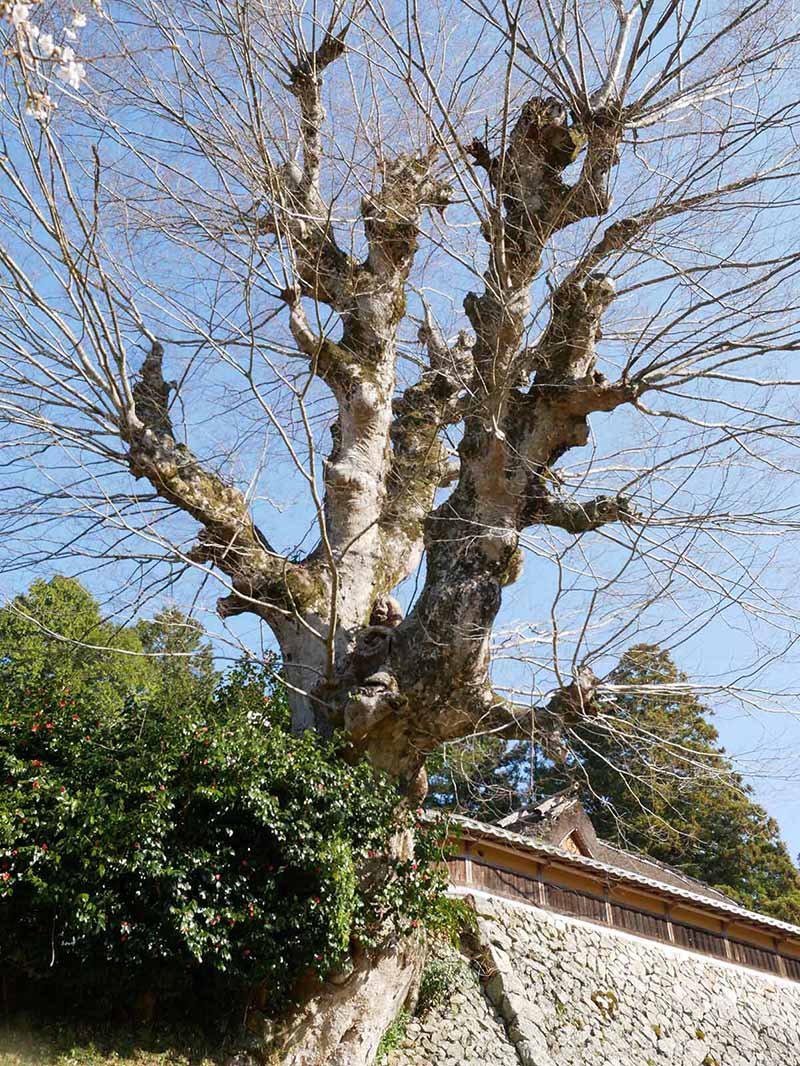 片岡家の大ケヤキ