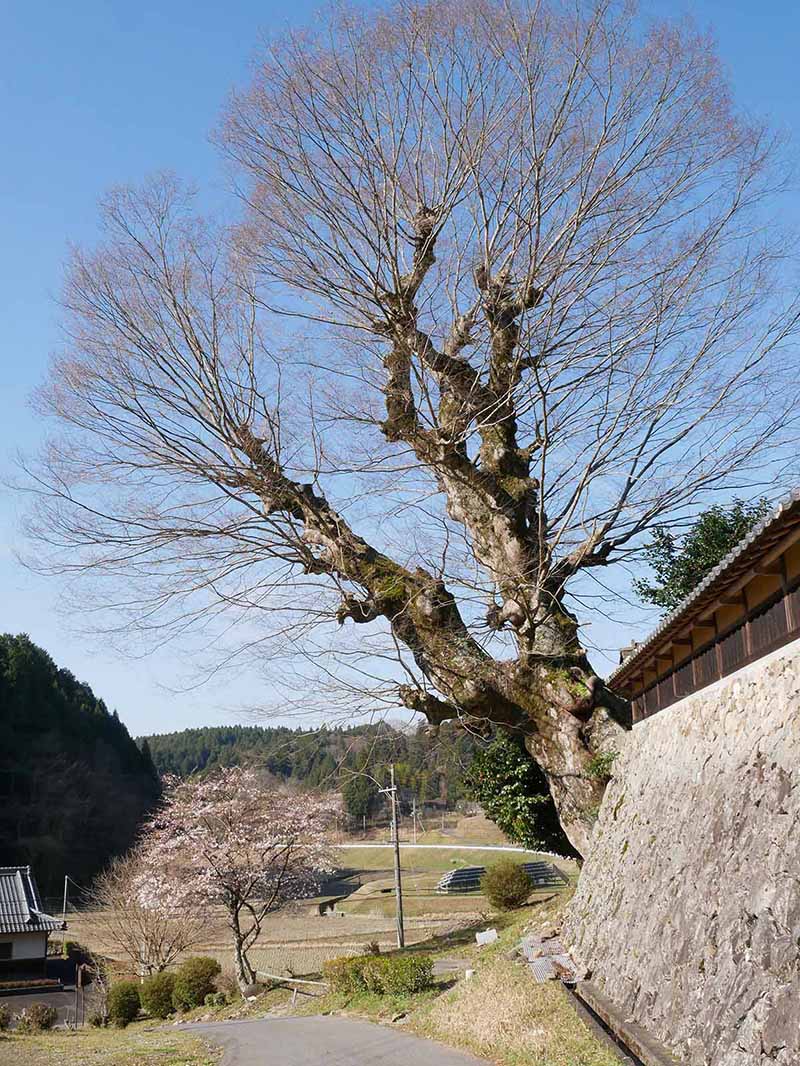 片岡家の大ケヤキ