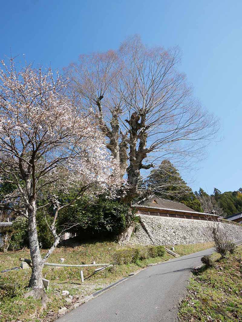 片岡家の大ケヤキ