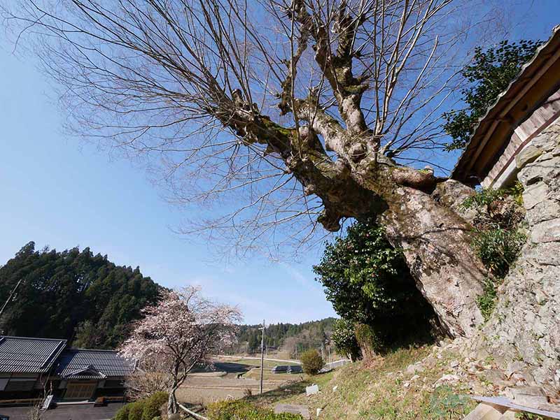 片岡家の大ケヤキ