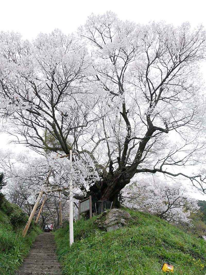 仏隆寺の千年桜