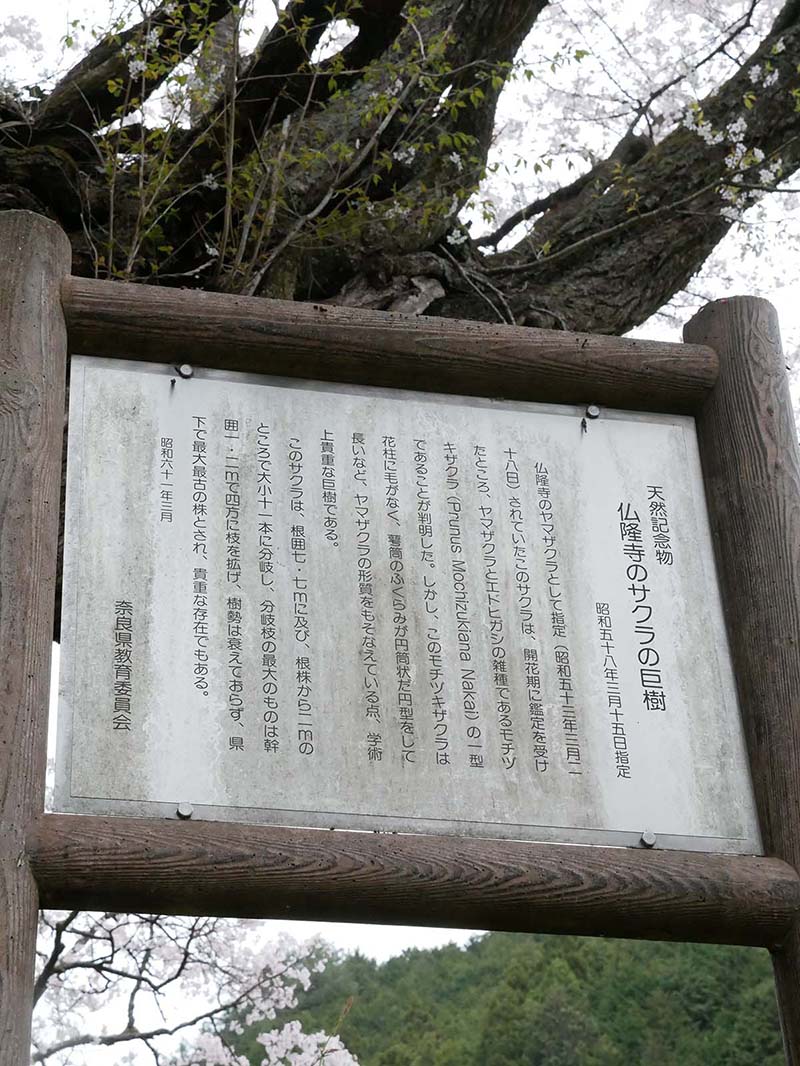 仏隆寺の千年桜