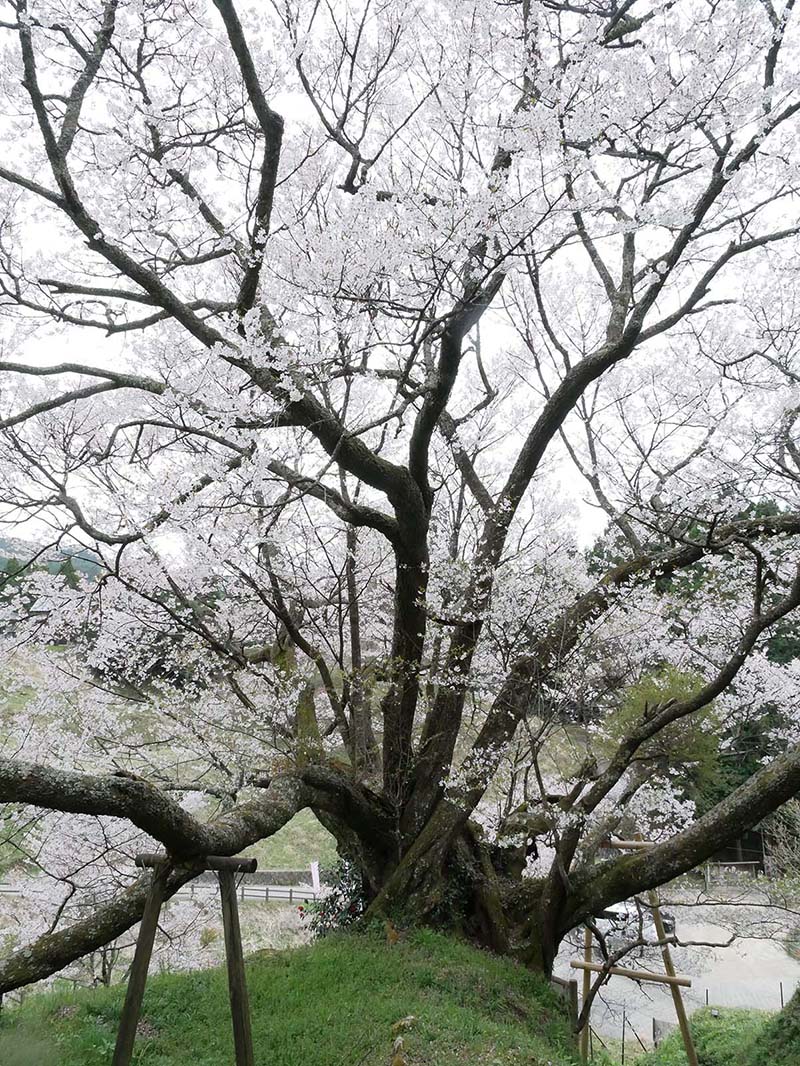 仏隆寺の千年桜