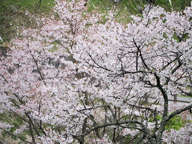 仏隆寺の千年桜