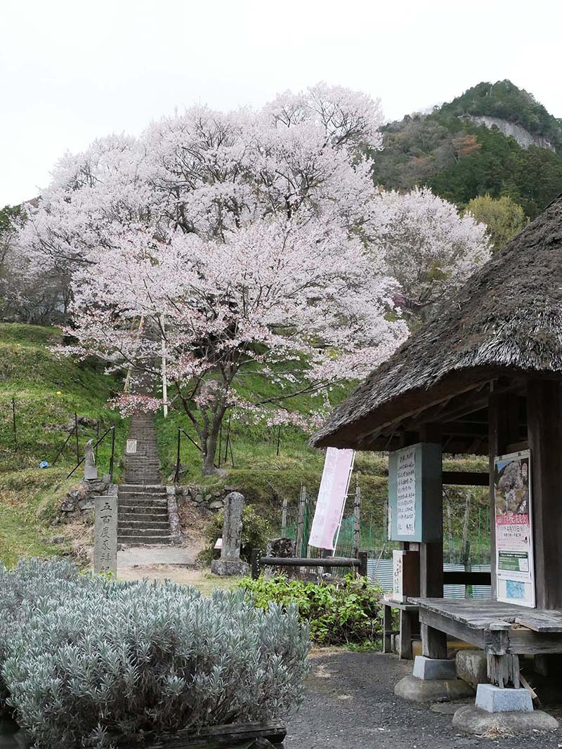 仏隆寺の千年桜