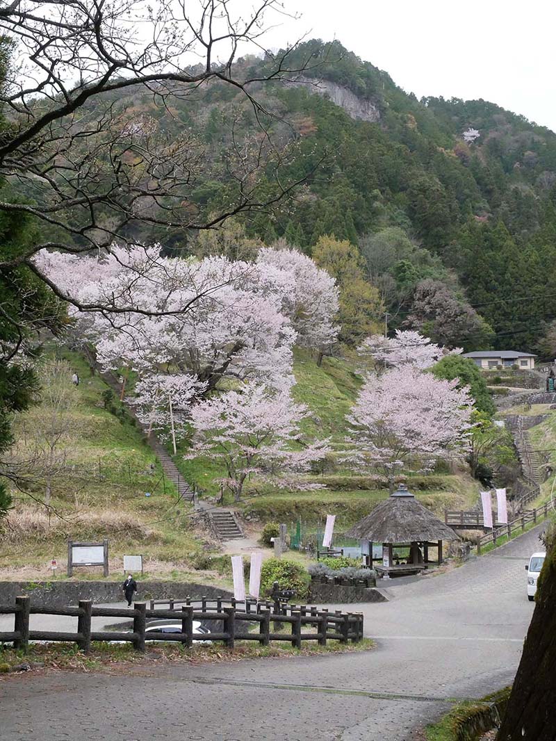 仏隆寺の千年桜