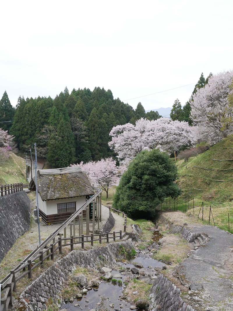 仏隆寺の千年桜