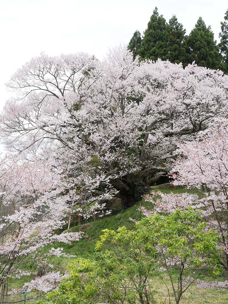 仏隆寺の千年桜