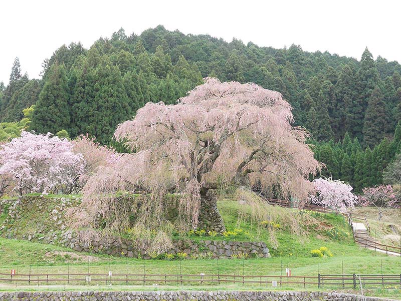 又兵衛桜 