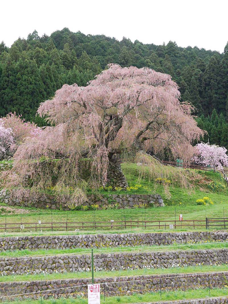 又兵衛桜 