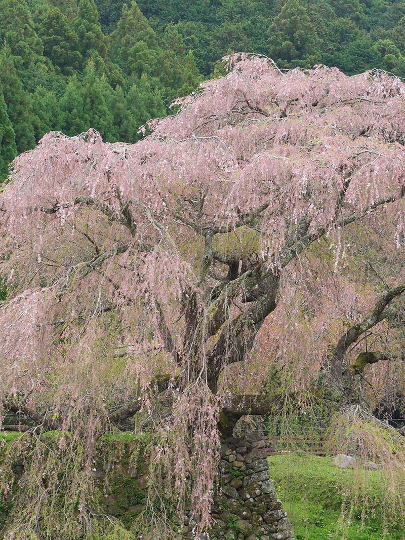 又兵衛桜 