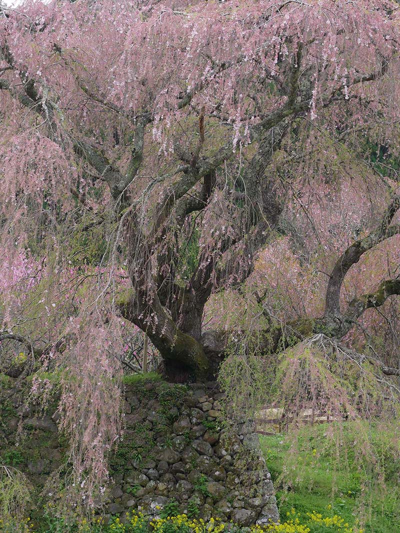 又兵衛桜 