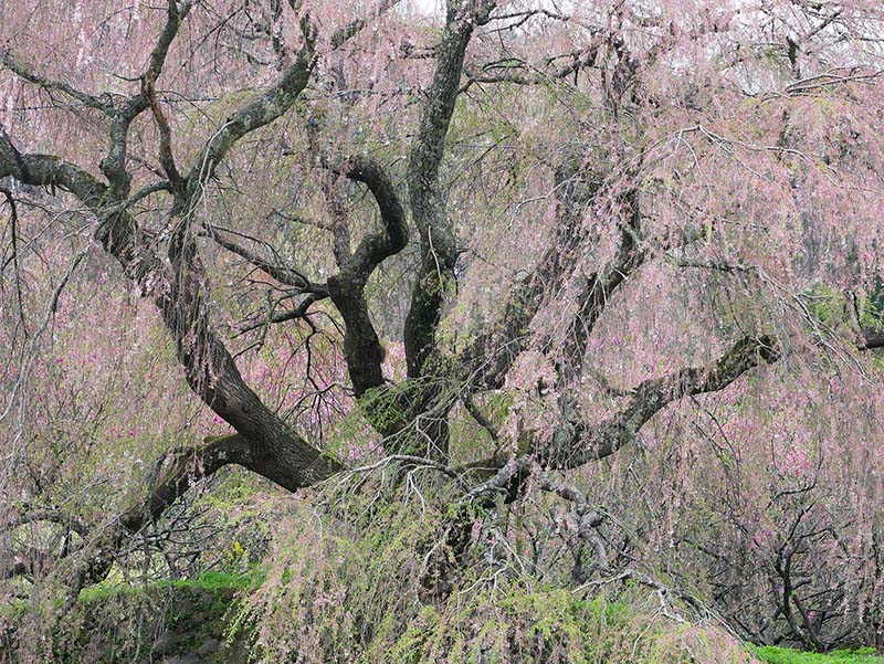 又兵衛桜 