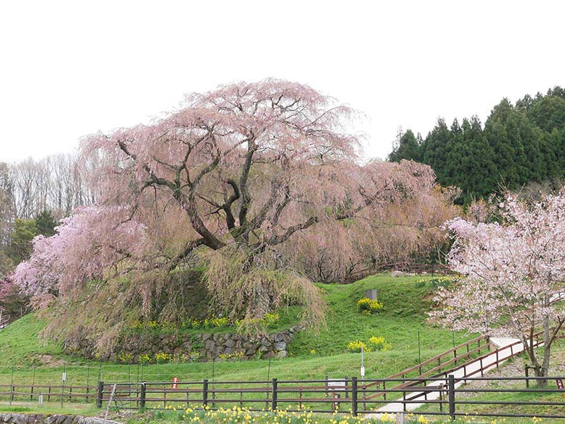 又兵衛桜 