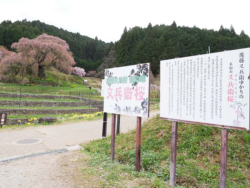 又兵衛桜 