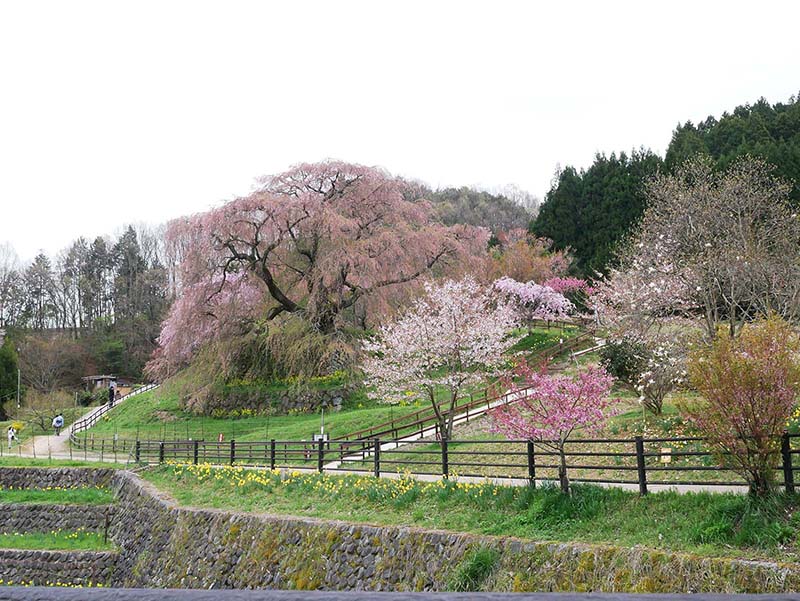 又兵衛桜 