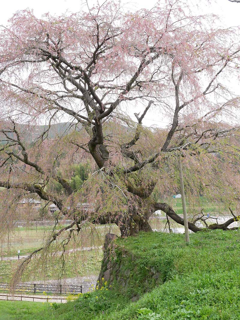 又兵衛桜 