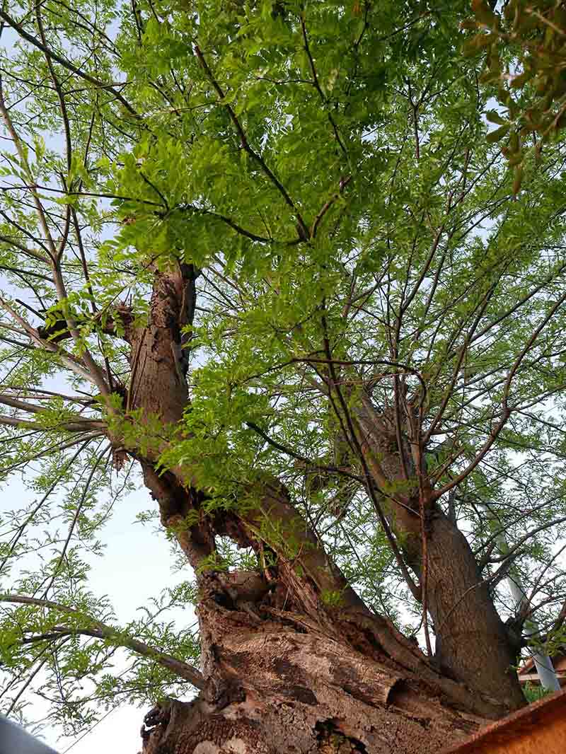 香芝蓮池のサイカチ