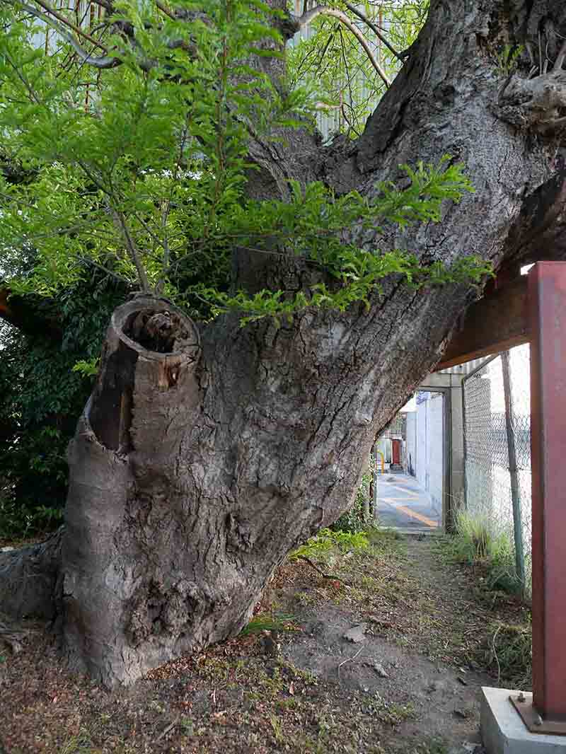 香芝蓮池のサイカチ