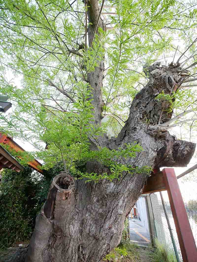 香芝蓮池のサイカチ