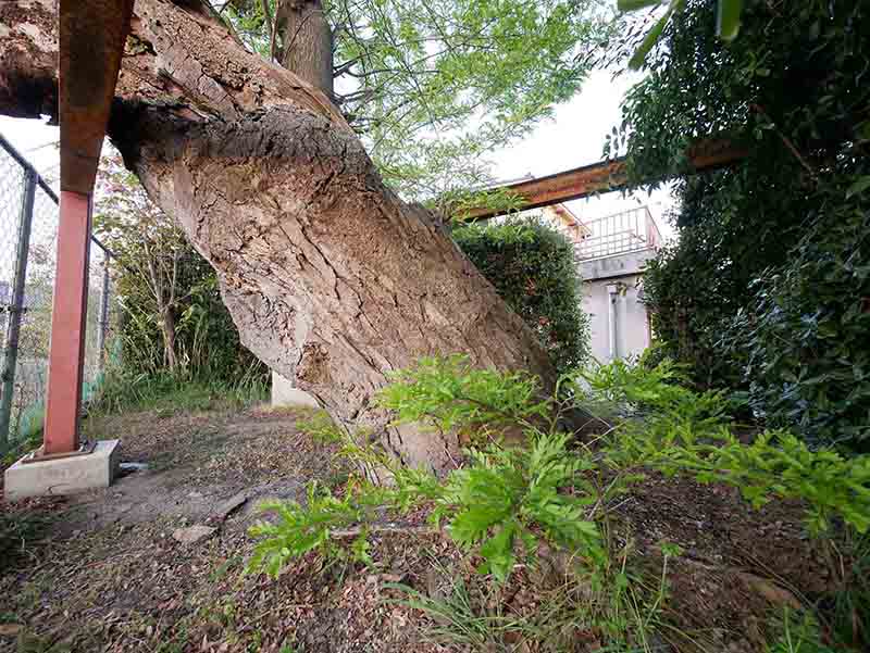 香芝蓮池のサイカチ