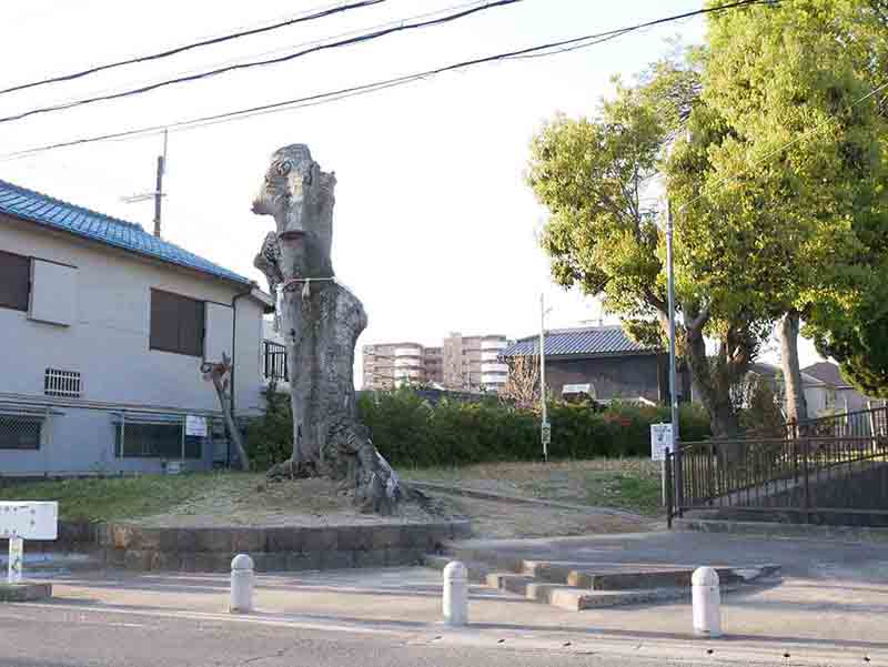 鹿島神社・エノキの巨樹