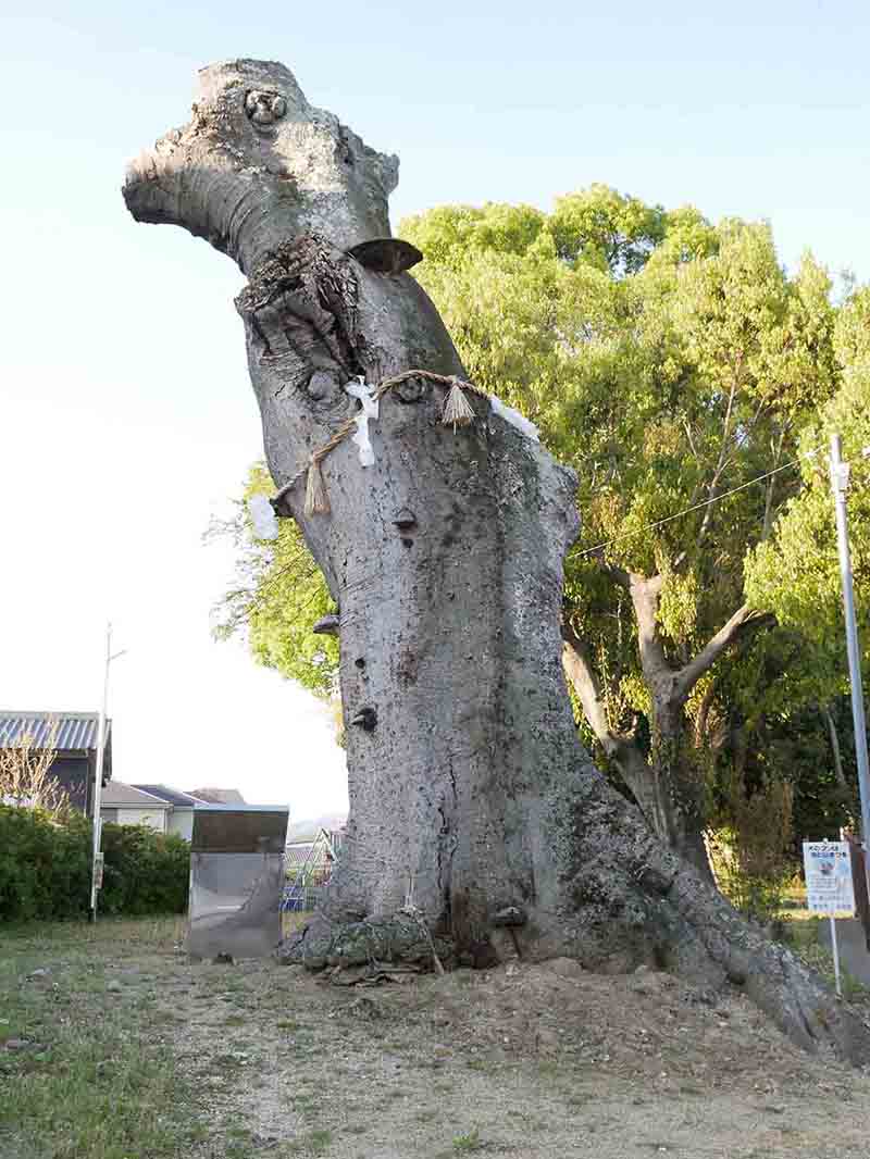 鹿島神社・エノキの巨樹