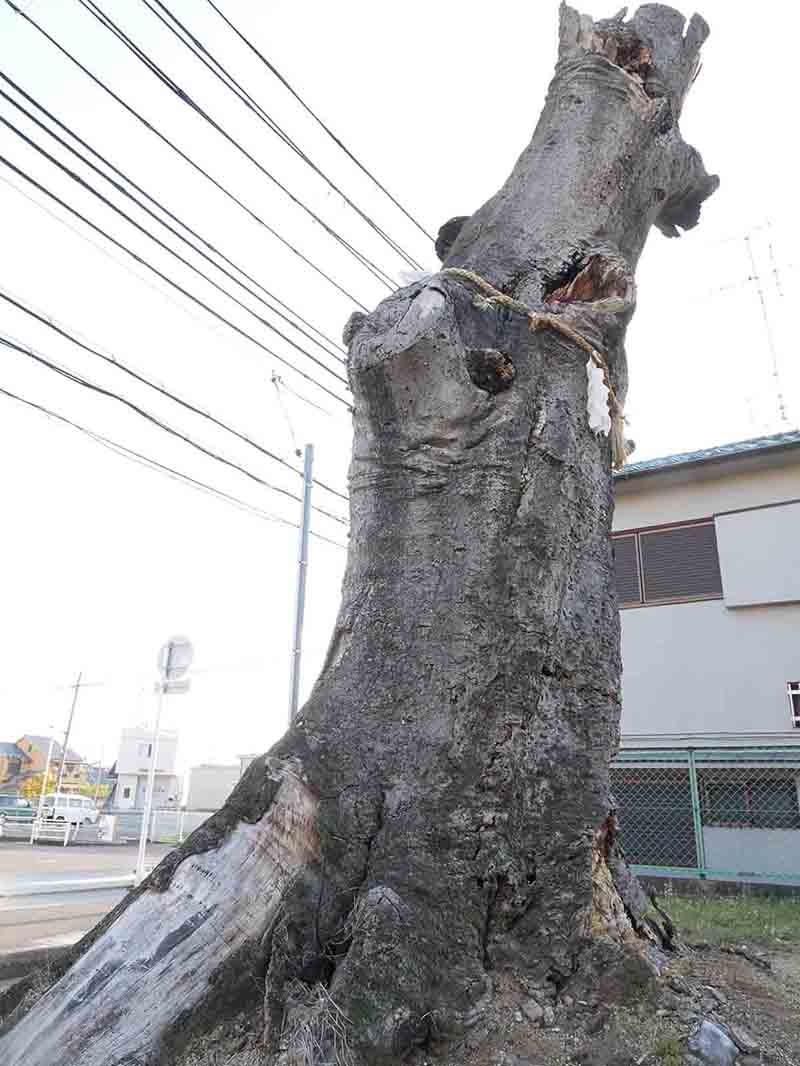 鹿島神社・エノキの巨樹