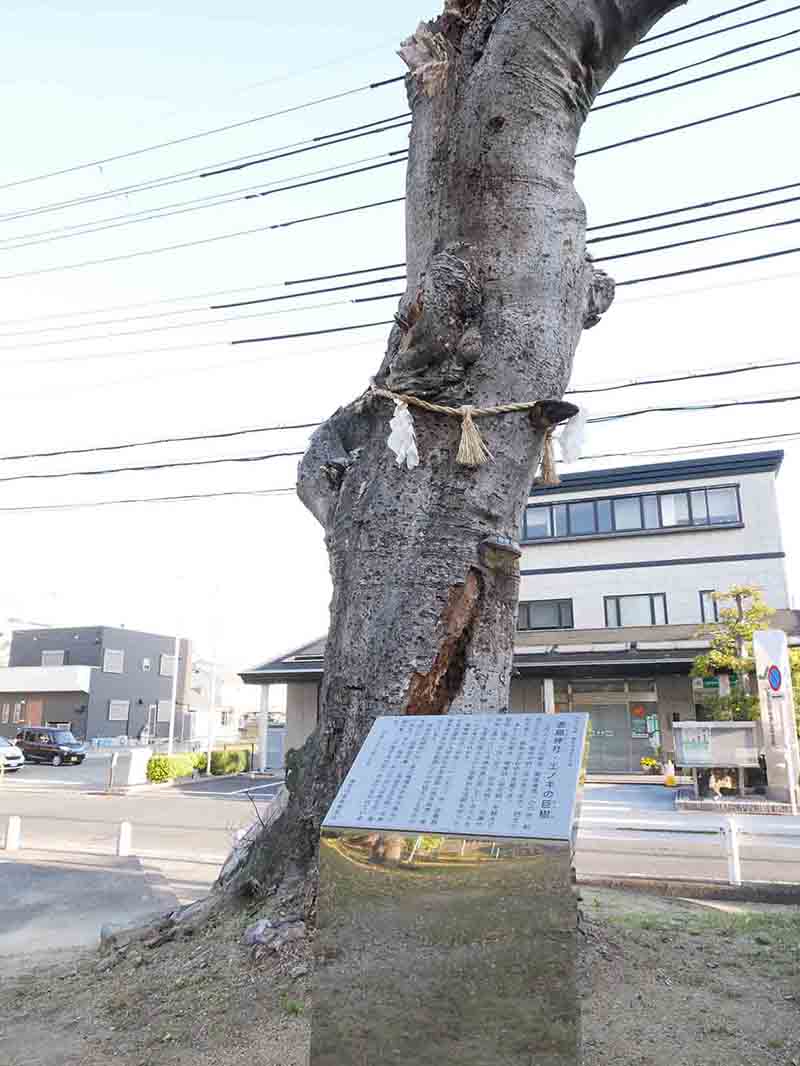 鹿島神社・エノキの巨樹