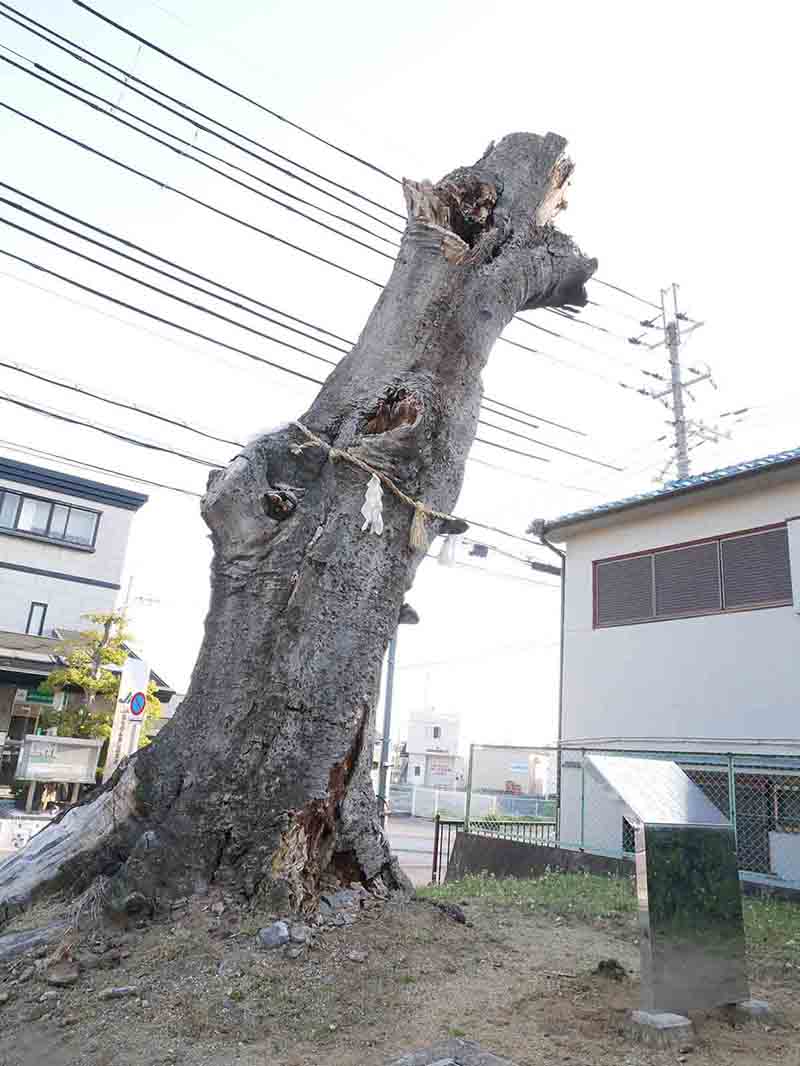 鹿島神社・エノキの巨樹