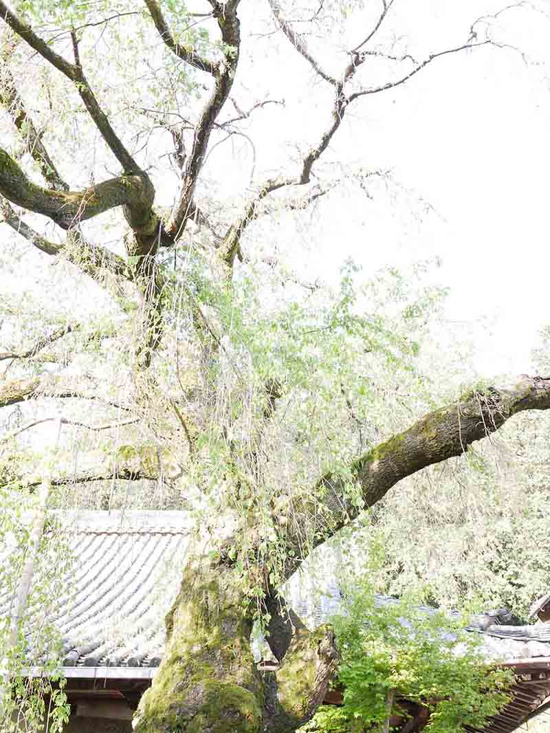 専称寺のシダレザクラ