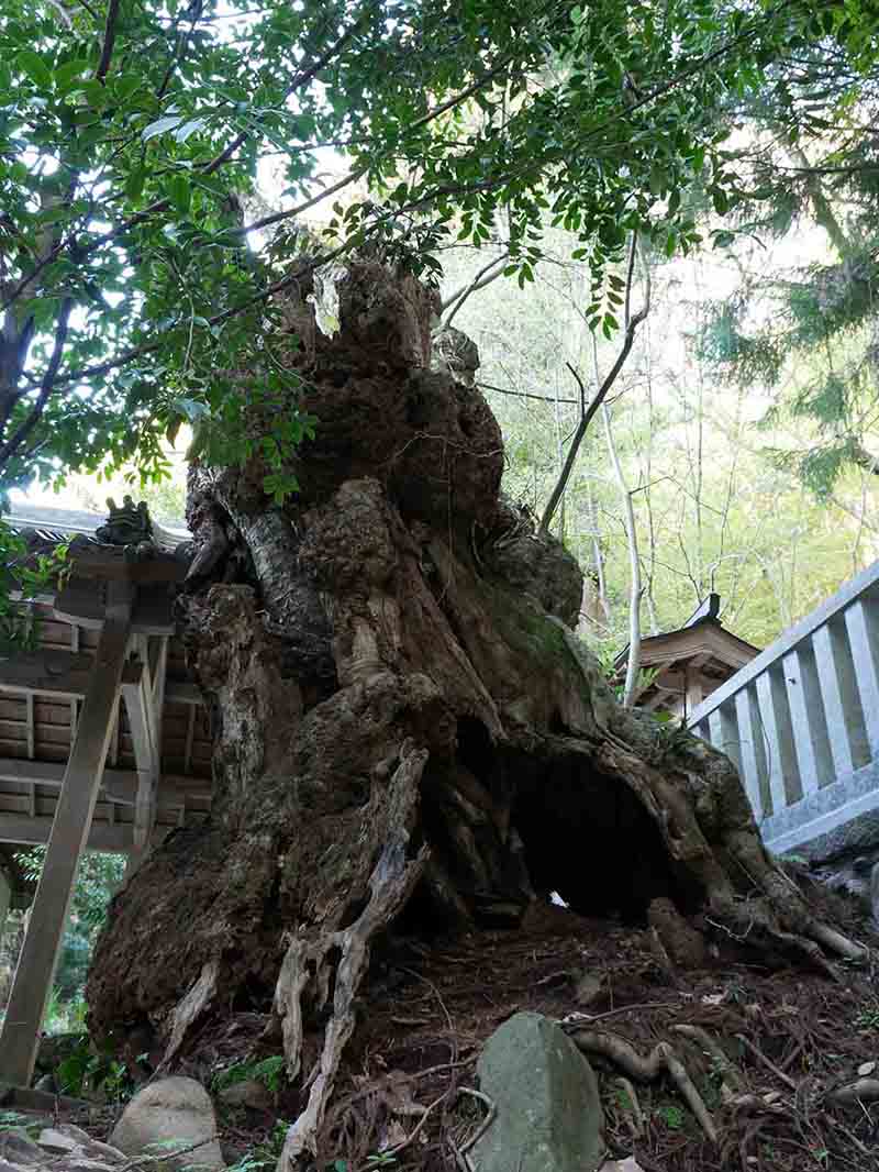 戒場神社のホオノキ