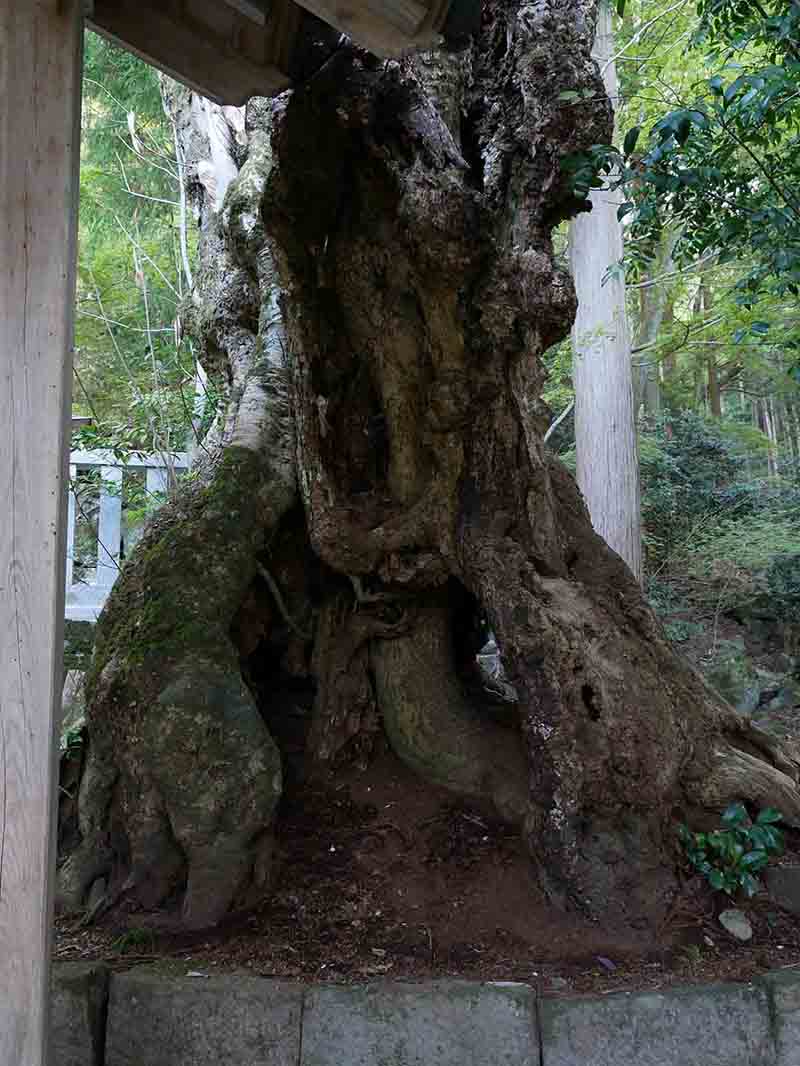 戒場神社のホオノキ