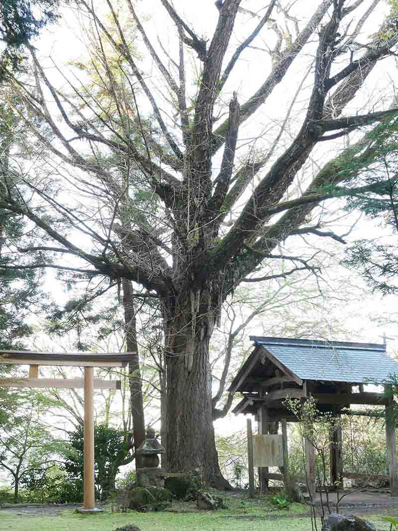 戒長寺のお葉つきイチヨウ